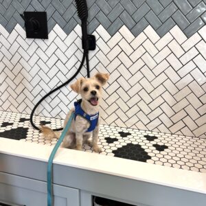 Small dog sits in a dog washing station pen